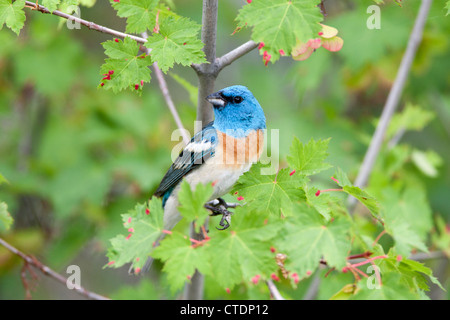 Lazuli Bunting Bird songbird hoch oben in Maple Tree Stockfoto