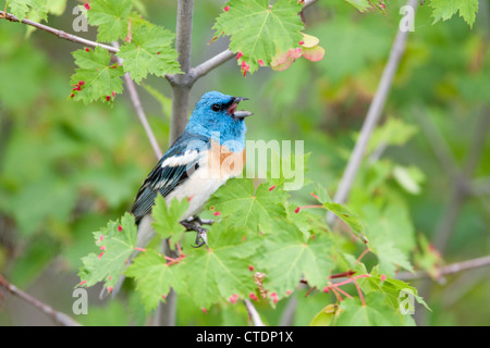 Lazuli Bunting Bird singbird singt hoch oben in Maple Tree Stockfoto