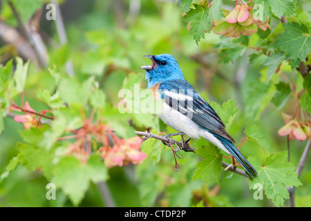 Lazuli Bunting Bird singbird singt hoch oben in Maple Tree Stockfoto