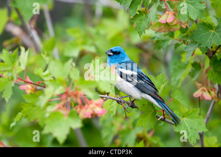 Lazuli Bunting Bird songbird hoch oben in Maple Tree Stockfoto