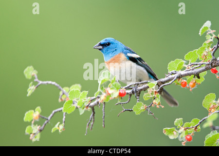 Lazuli Bunting Bird songbird hoch oben in westlichen roten Johannisbeeren Stockfoto