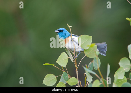 Lazuli Bunting Bird songbird hoch oben in Aspen Tree Stockfoto