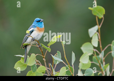 Lazuli Bunting Bird songbird hoch oben in Aspen Tree Stockfoto