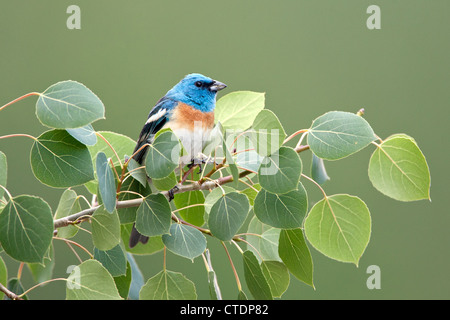 Lazuli Bunting Bird songbird hoch oben in Aspen Tree Stockfoto