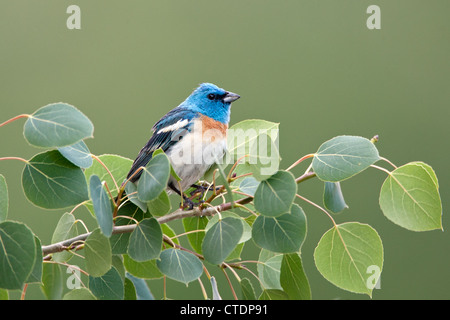 Lazuli Bunting Bird songbird hoch oben in Aspen Tree Stockfoto