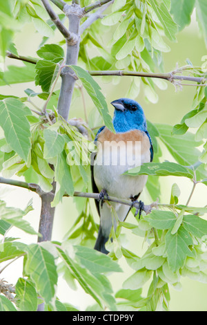 Lazuli Bunting Bird songbird hoch oben in Maple Tree - vertikal Stockfoto