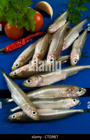 Sand-roch (Atherina Boyeri) Stockfoto