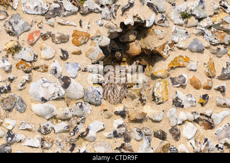 Steinkauz, Athene Noctua, Altvogel, Schlafplatz im Alkoven in alten Feuerstein Mauer, Norfolk, Großbritannien, Febrauty Stockfoto