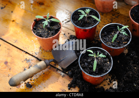 Blumenerde Bank-Szene mit Tomaten-Setzlinge in Kunststoff Blumentöpfe mit Hand Kelle Stockfoto