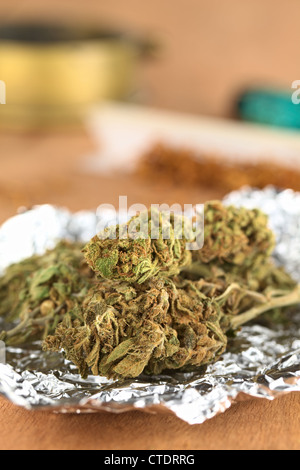 Getrocknete Blumen von Cannabis Sativa auf Alufolie (selektiven Fokus, Fokus auf der Vorderseite der beiden Köpfe in der Front) Stockfoto
