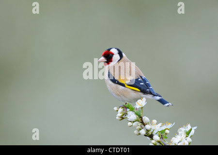Gartenvögel, Stieglitz, Zuchtjahr Zuchtjahr thront auf Blackthorn Blüte, Norfolk, UK, April, Stockfoto