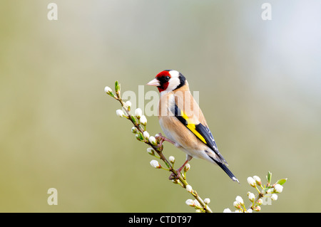 Gartenvögel, Stieglitz, Zuchtjahr Zuchtjahr thront auf Blackthorn Blüte, Norfolk, UK, April, Stockfoto