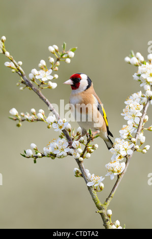 Gartenvögel, Stieglitz, Zuchtjahr Zuchtjahr thront auf Blackthorn Blüte, Norfolk, UK, April, Stockfoto