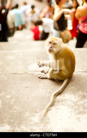 Affe am Batu Höhlen Schritte, einer touristischen Destinationen in Kuala Lumpur Malaysia. Stockfoto