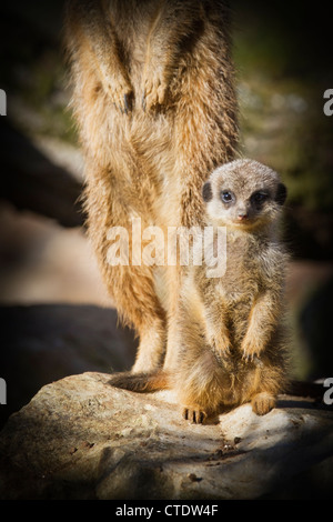 Baby-Erdmännchen stehend mit einem Erwachsenen Stockfoto