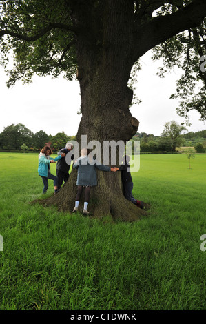 Vier Personen verknüpfen Arme um eine alte englische Eiche Stockfoto