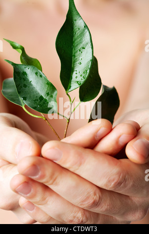 Vertikale Schuss frischen Vegetation in Menschenhand Stockfoto