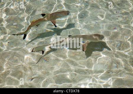 Navini Island, Fidschi; Baby Schwarzspitzen-Riffhaie Stockfoto