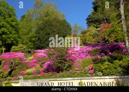 Azaleen blühen in der Frühlingssonne, Grand Hotel Cadenabbia, Comer See, Nord-Italien, Europa Stockfoto