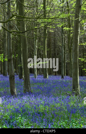 Delcombe Wood, in der Nähe von Milton Abbas, Dorset, UK April 2008 Stockfoto