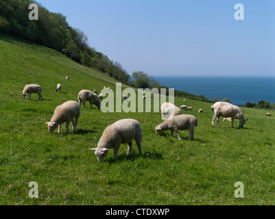 Dh Lämmer SCHAFE UK Schafe und Lämmer zu weiden in Devonshire Feld devon England Feder Lamm Stockfoto