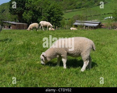 Dh LYNTON DEVON Lamm und Schaf äsend in Devonshire Feld uk Feder Stockfoto