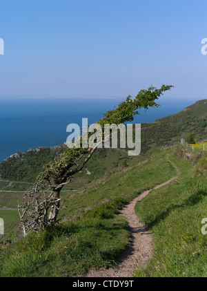 dh The Valley of Rocks LYNTON DEVONSHIRE DEVON ENGLAND Englisch Fußweg Wind gefegt Baum Wanderwege einone Bäume atmosphärischen exmoor Nationalpark Stockfoto