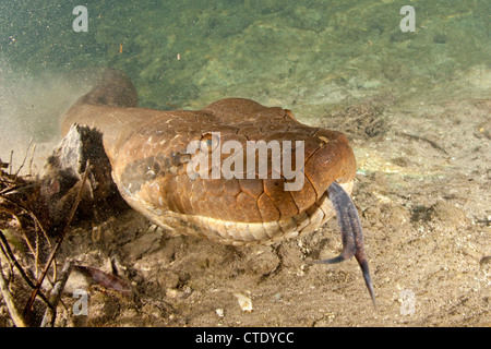 Grüne Anakonda, Eunectes Murinus, Rio Formoso, Bonito, Mato Grosso Do Sul, Brasilien Stockfoto