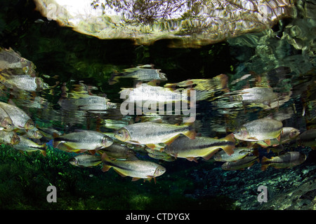 Von Piraputanga, Brycon Hilarii, Fischschwarm Aquario Natural, Bonito, Mato Grosso do Sul, Brasilien Stockfoto