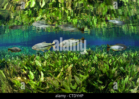 Von Piraputanga, Brycon Hilarii, Fischschwarm Aquario Natural, Bonito, Mato Grosso do Sul, Brasilien Stockfoto