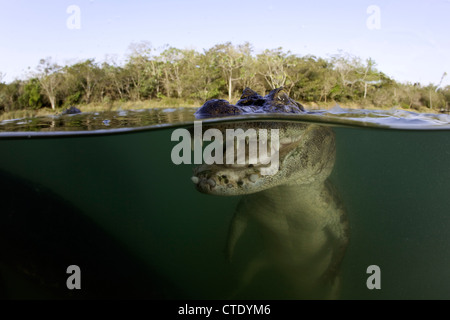 Brillentragende Brillenkaiman, Caiman Crocodilus Rio Baia Bonita, Bonito, Mato Grosso do Sul, Brasilien Stockfoto