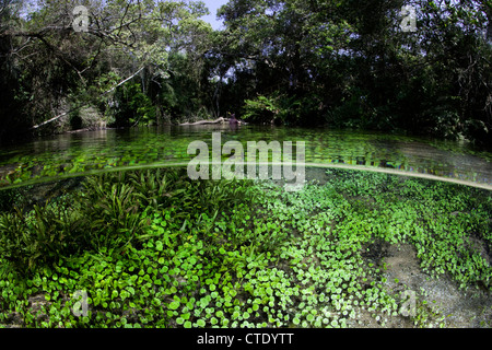 Impressionen vom Rio Sucuri Frühling, Bonito, Mato Grosso do Sul, Brasilien Stockfoto