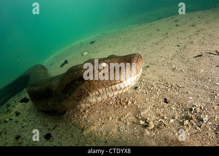 Grüne Anakonda, Eunectes Murinus, Rio Formoso, Bonito, Mato Grosso Do Sul, Brasilien Stockfoto