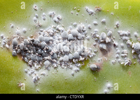 Cochenille Wollläuse auf Kakteen - Mala, Lanzarote, Kanarische Inseln, Spanien, Europa Stockfoto