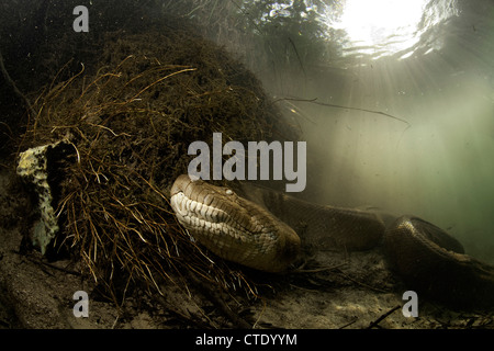 Grüne Anakonda, Eunectes Murinus, Rio Formoso, Bonito, Mato Grosso Do Sul, Brasilien Stockfoto