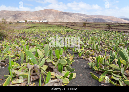 Cochenille Wollläuse auf Kakteen - Mala, Lanzarote, Kanarische Inseln, Spanien, Europa Stockfoto