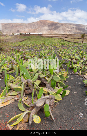 Cochenille Wollläuse auf Kakteen - Mala, Lanzarote, Kanarische Inseln, Spanien, Europa Stockfoto