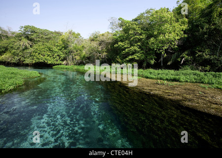 Schnorcheln in Sucuri River, Bonito, do Mato Grosso Sul, Brasilien Stockfoto