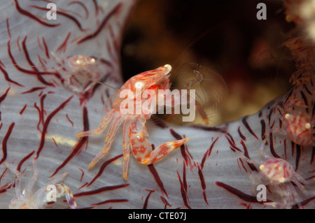 Porzellan-Krabben auf weiche Koralle, Porcellanella Triloba, Lembeh Strait, Nord-Sulawesi, Indonesien Stockfoto