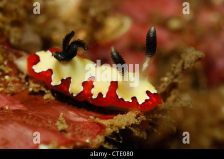 Roten Nacktschnecken, Chromodoris Fidelis, Lembeh Strait, Nord-Sulawesi, Indonesien Stockfoto