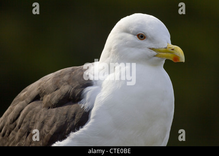 Black-backed Möwe in Whangarei, Neuseeland Stockfoto