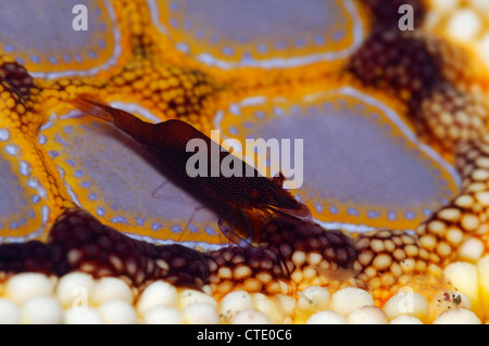 Seestern Kommensale Garnelen, Periclimenes Soror, Lembeh Strait, Nord-Sulawesi, Indonesien Stockfoto