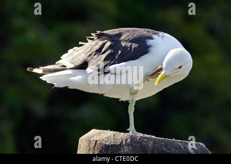 Black-backed Möwe putzen in Whangarei, Neuseeland 2 Stockfoto