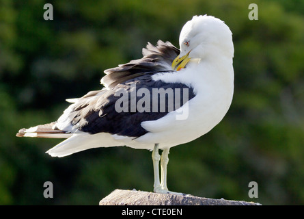 Black-backed Möwe putzen in Whangarei, Neuseeland Stockfoto