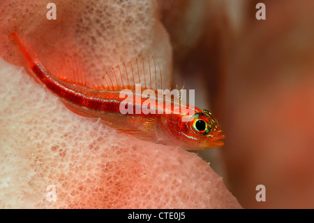 Gestreifte Triplefin, Helcogramma Striata, Lembeh Strait, Nord-Sulawesi, Indonesien Stockfoto