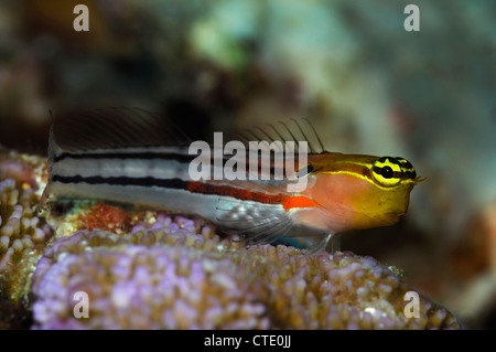 Bäder-Clown-Blenny, Ecsenius versaut, Lembeh Strait, Nord-Sulawesi, Indonesien Stockfoto