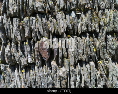 dh Stein DEVON traditionelle Devonshire Schiefer Naturstein Trockenmauer in der Nähe von Mortehoe Stockfoto