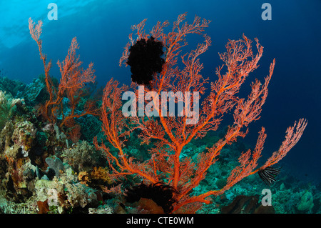 Seafan im Korallenriff, Melithaea SP., Bunaken, Nord-Sulawesi, Indonesien Stockfoto