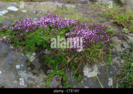 Wilder Thymian, Thymus Praecox ", wachsende auf küstennahen Basaltgestein, Northumberland, England, Juni Stockfoto