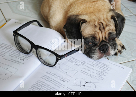 Hund fiel schlafend während ihre Hausaufgaben Stockfoto